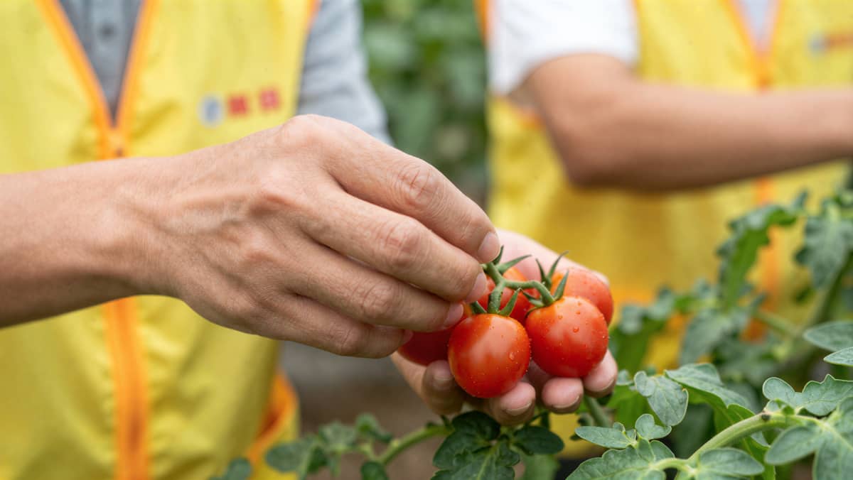 丰硕农场采摘团建活动示意图