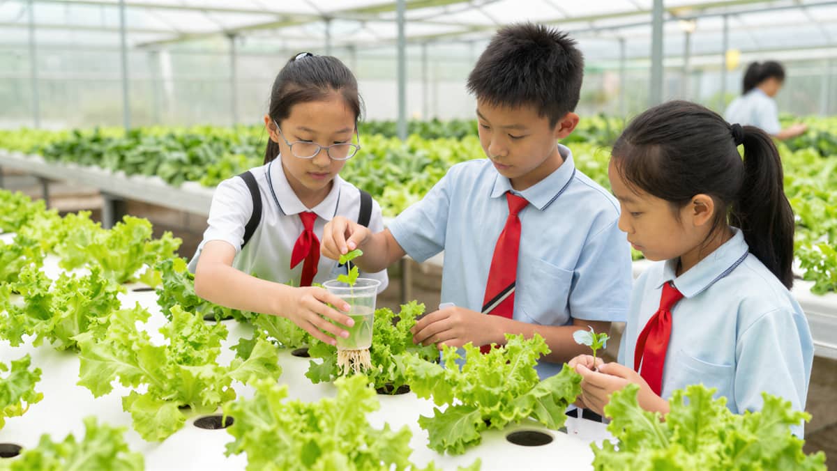 丰硕农场｜无土栽培示意图