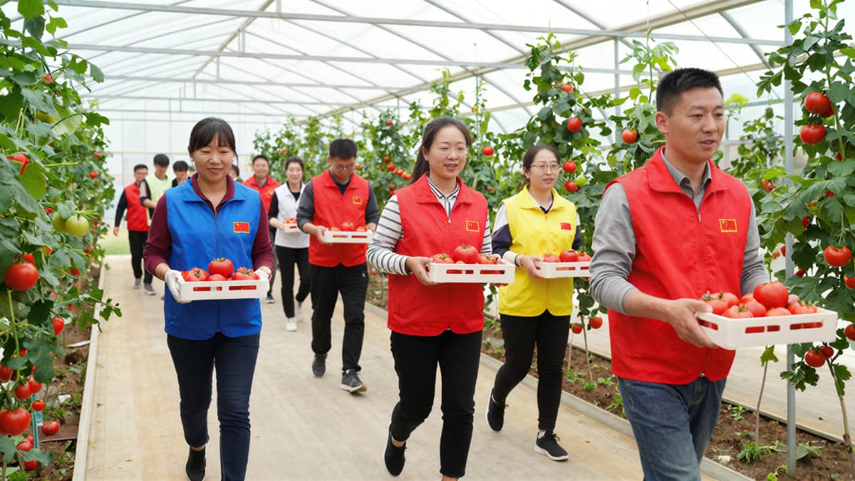 丰硕农场｜采摘团建示意图