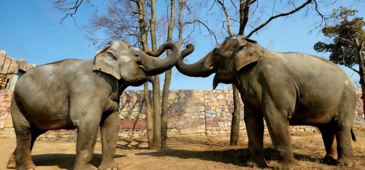 紫清湖动物园-大象｜与大自然精灵的近距离互动