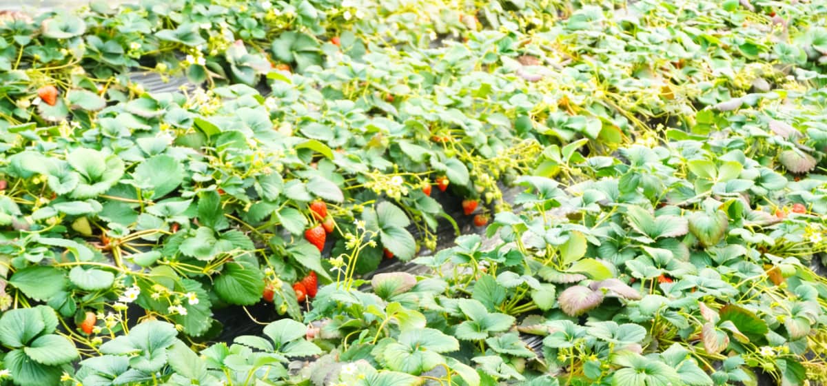 垄上行团建活动-采摘