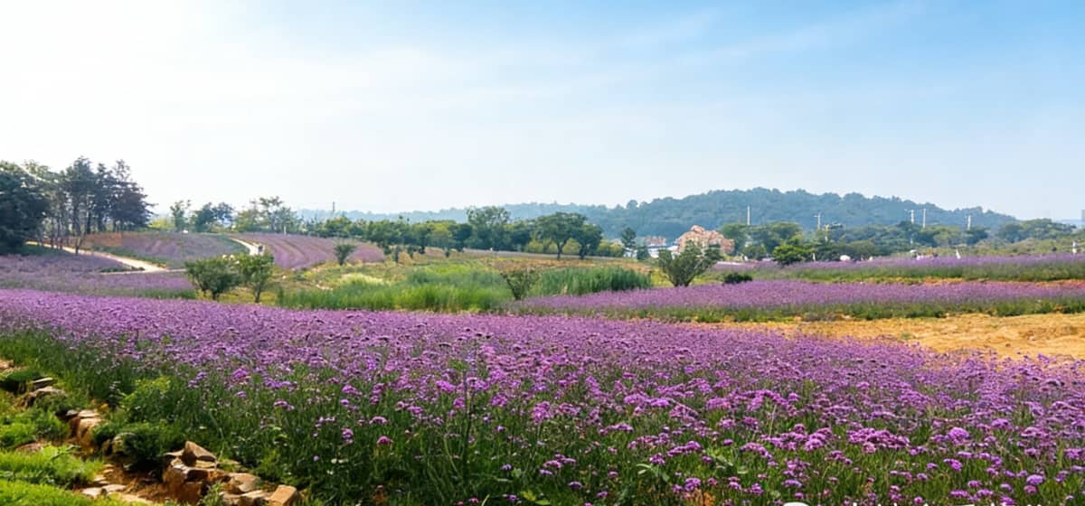 大塘金香草谷自然环境